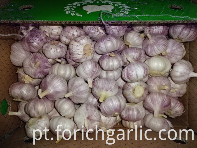 Normal White Garlic